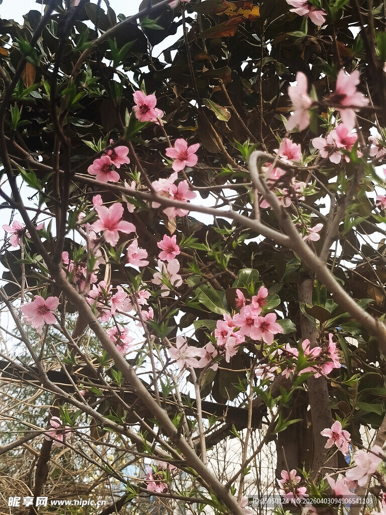 春日绽放的粉嫩花朵