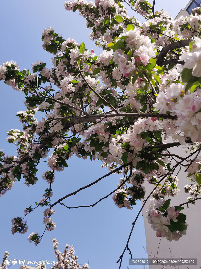 枝头绽放的粉嫩樱花