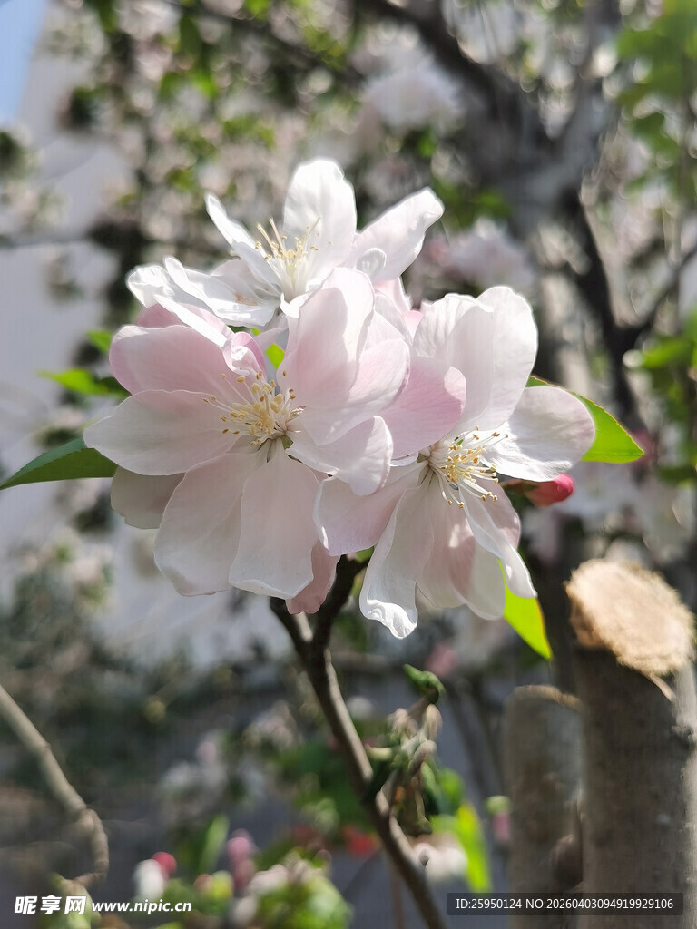 娇艳绽放的粉嫩花朵