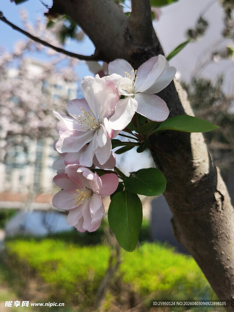 枝头绽放的粉嫩苹果花