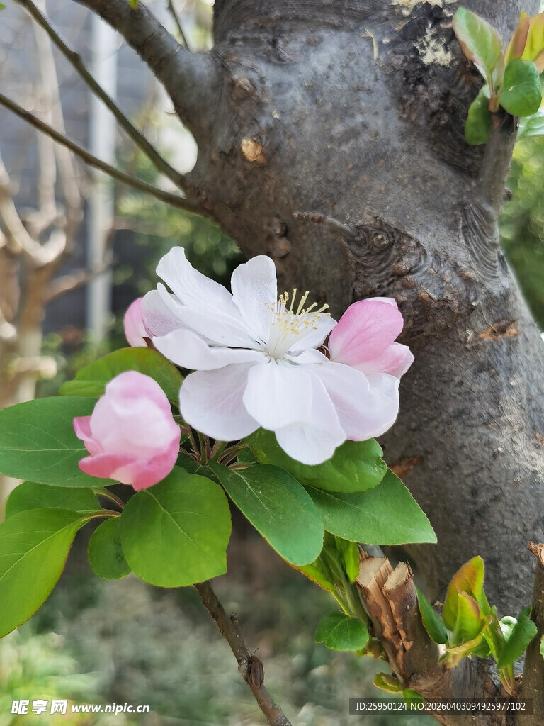 枝头绽放的娇艳苹果花