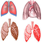 人体肺部解剖结构示意图