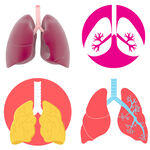 肺部结构与解剖示意图