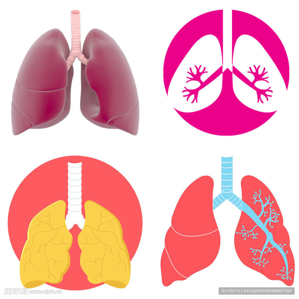 肺部结构与解剖示意图