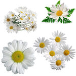 清新美丽的白色雏菊花朵