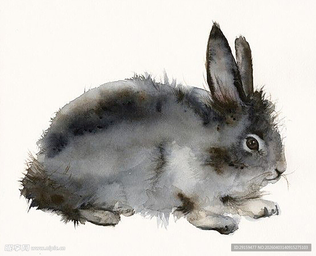 可爱灰毛兔侧卧姿态