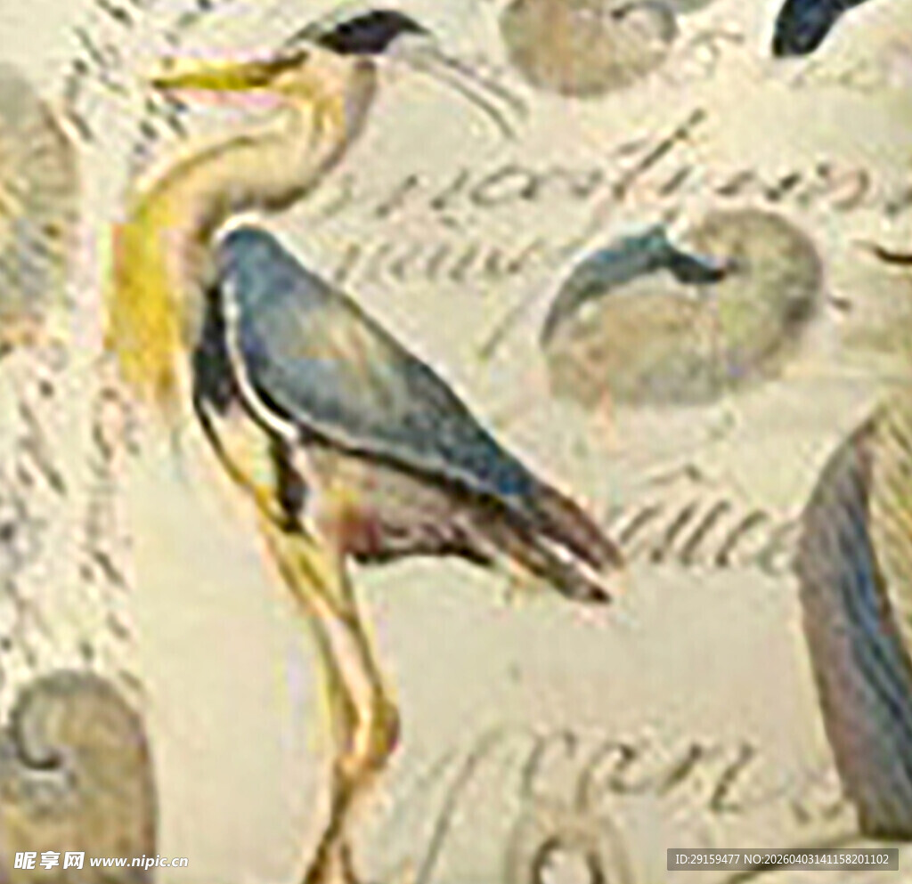 复古风鸟类插画图案