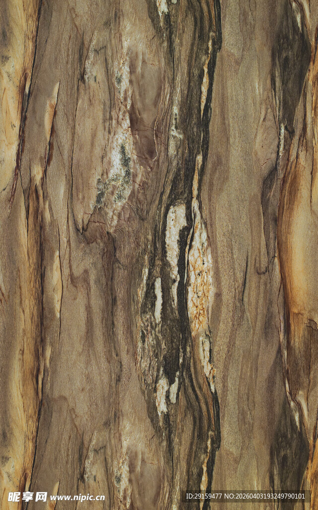 树皮纹理特写