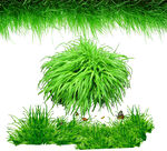 翠绿茂盛的草丛景观