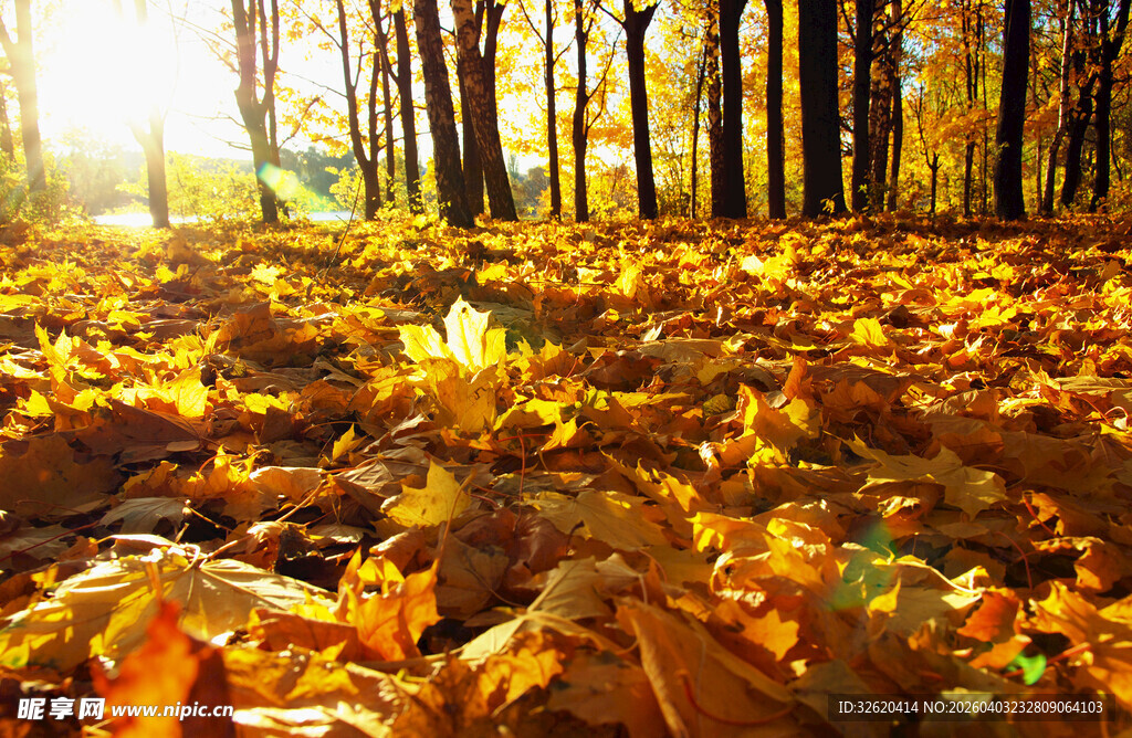 秋日林间金黄落叶美景