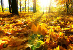 秋日林间阳光落叶美景