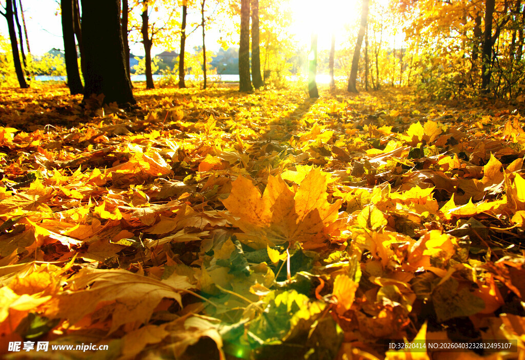 秋日林间阳光落叶美景