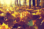 秋日林间落叶美景