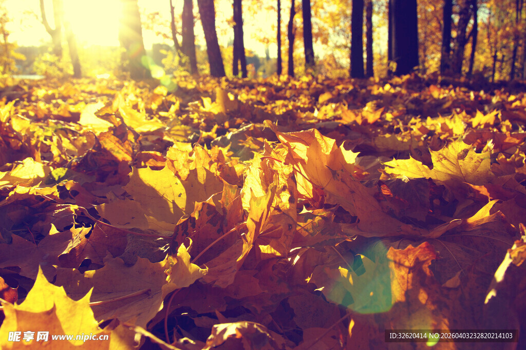 秋日林间落叶美景