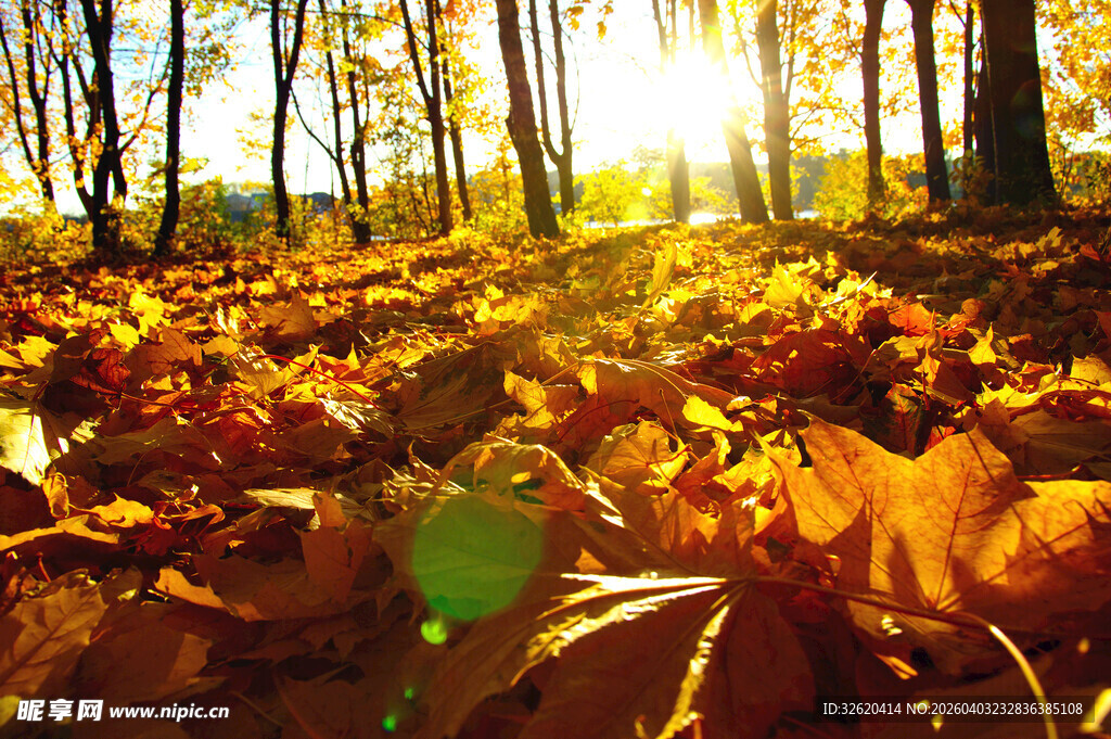 秋日林间阳光洒落叶