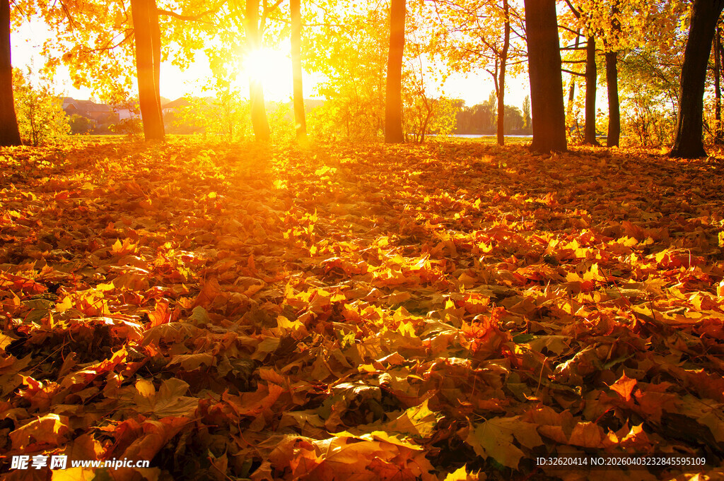 秋日林间阳光洒落美景