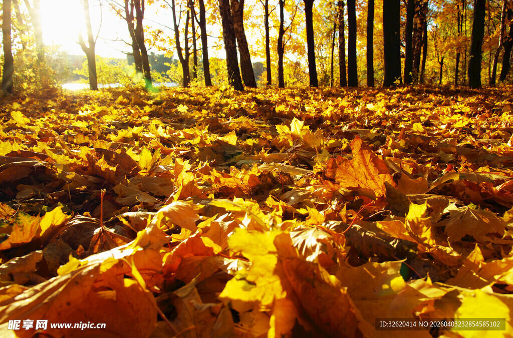秋日林间铺满金黄落叶