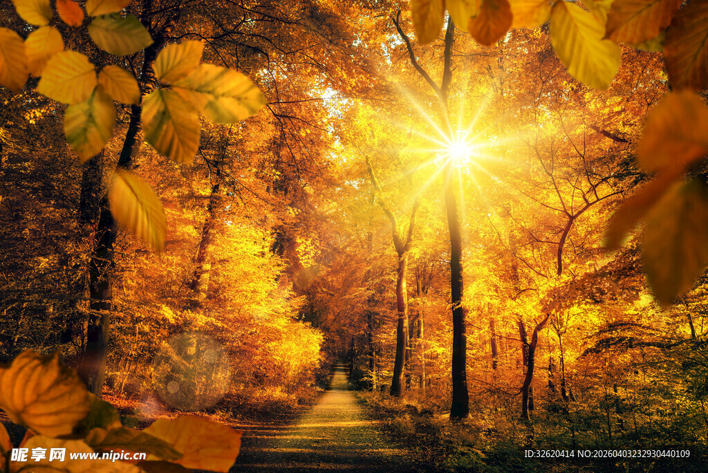 秋日林间阳光洒落美景