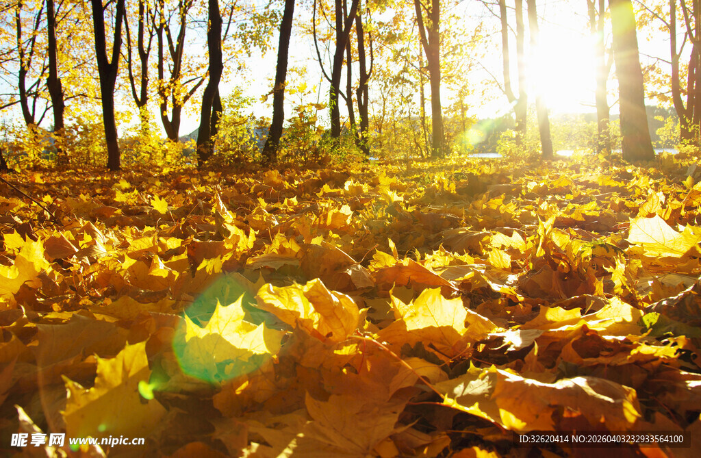 秋日林间阳光洒落黄叶
