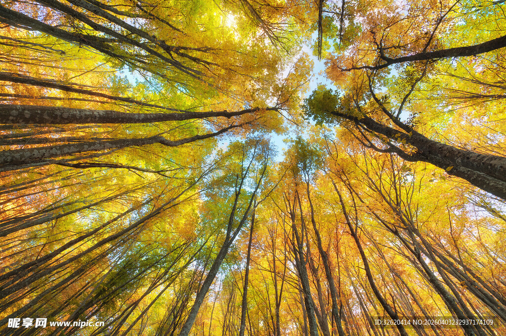 仰视金秋斑斓树林