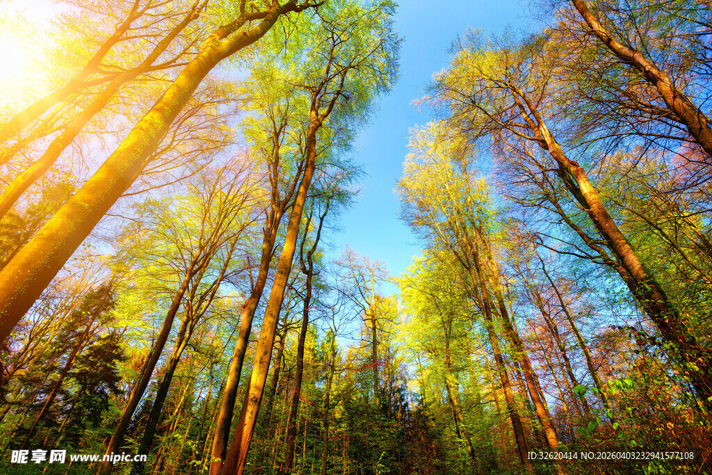 阳光洒落的茂密森林
