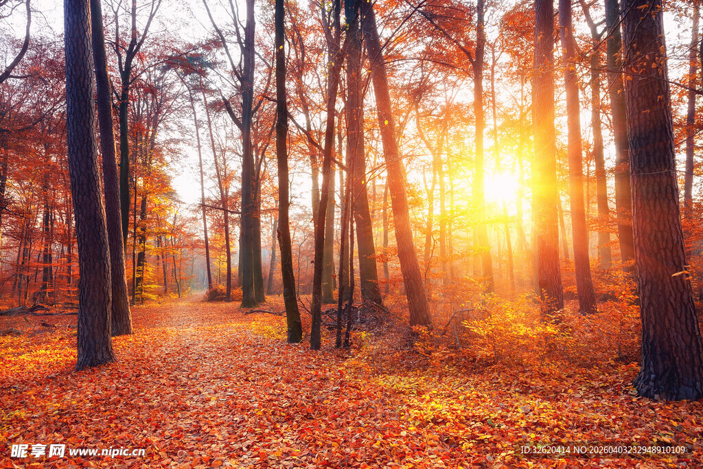 秋日林间阳光洒落美景