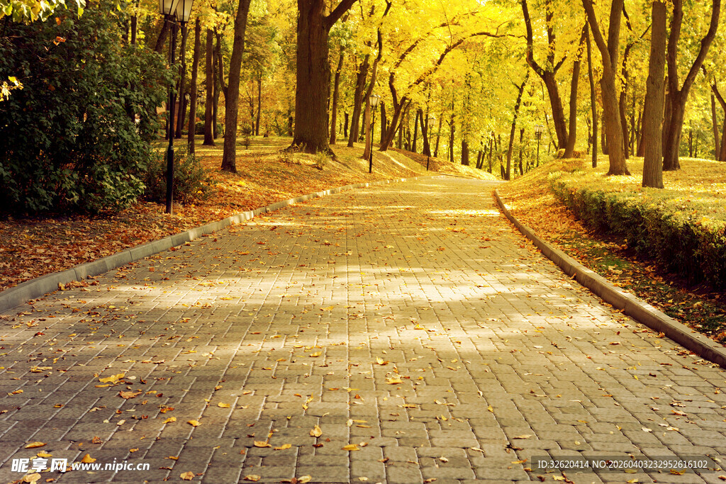 秋日林间铺金落叶小路