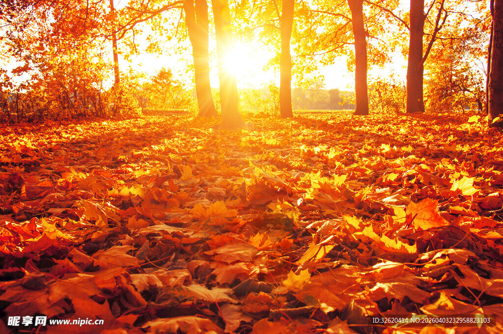 秋日林间阳光洒落美景