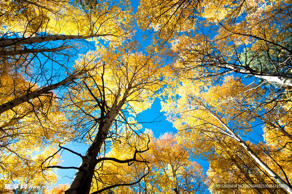 仰望秋日金黄树林蓝天