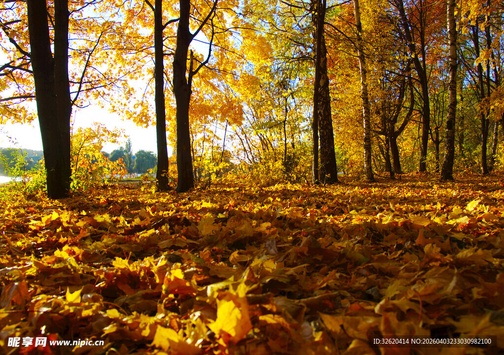 秋日林间落叶美景
