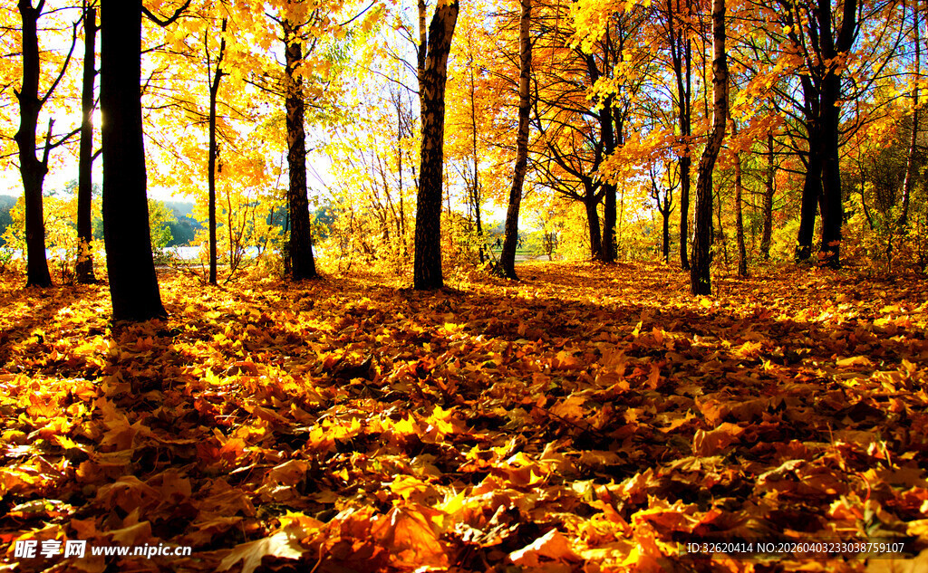 秋日林间落叶美景