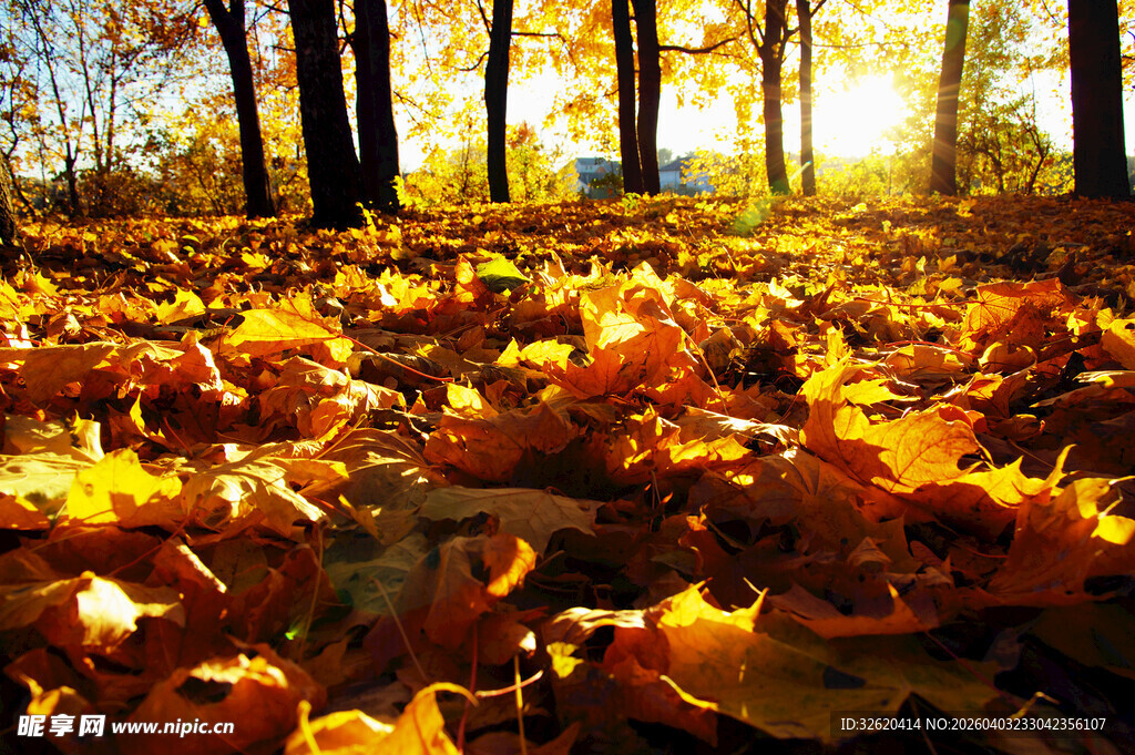 秋日林间落叶美景