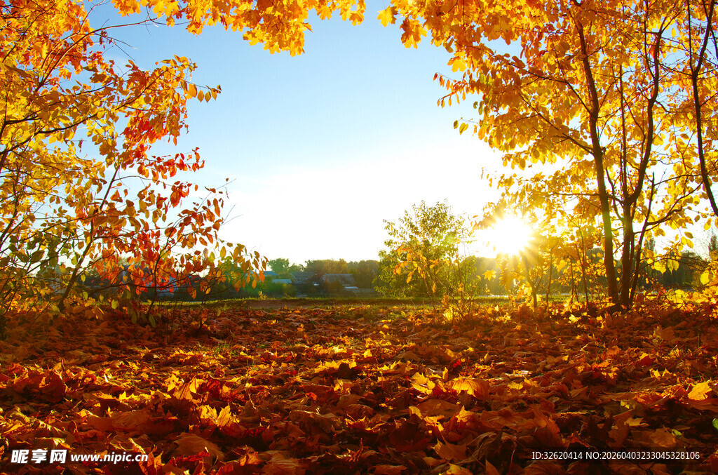 秋日暖阳下的绚烂落叶