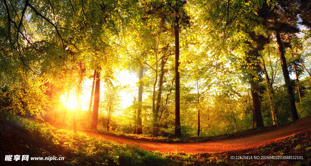 阳光洒落的静谧森林小径