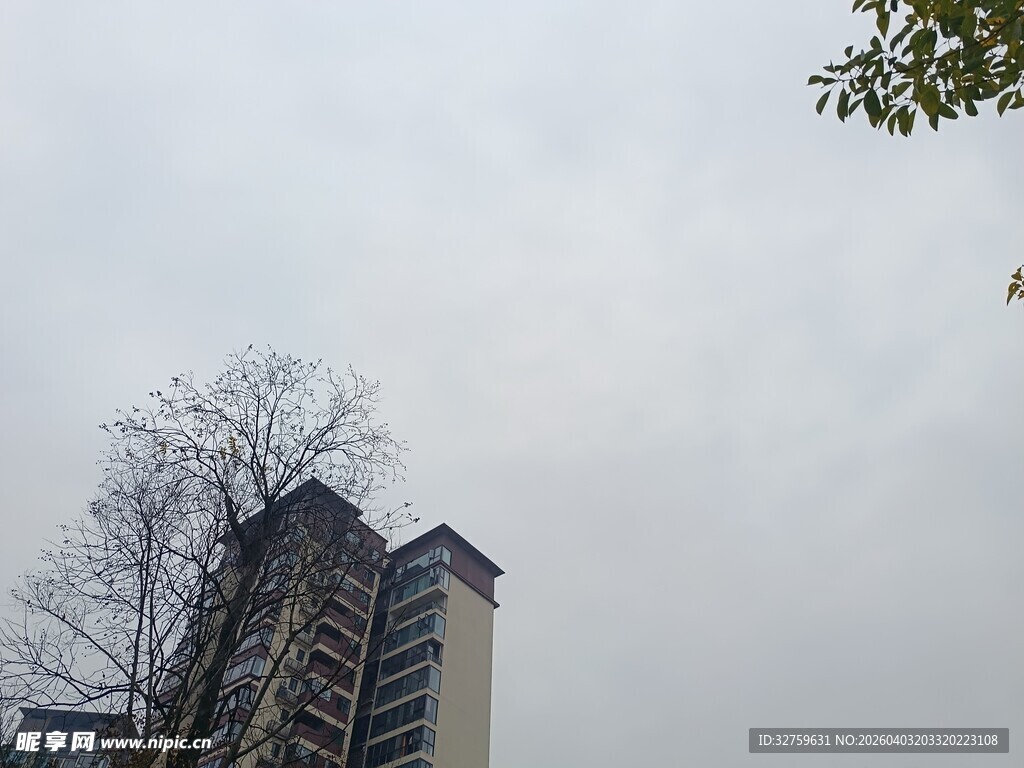 高楼旁光秃树木的景象