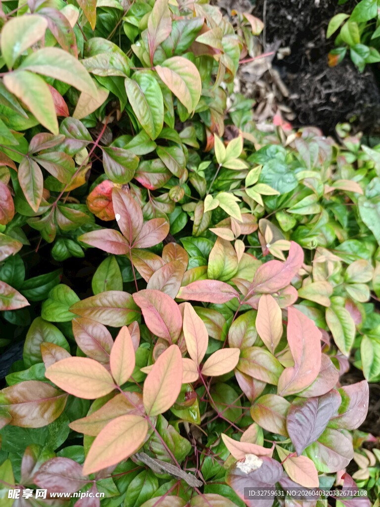 多彩叶片植物特写