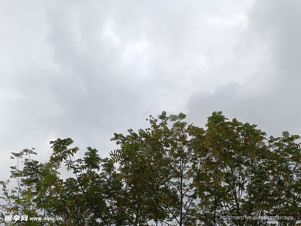 阴天树梢景象