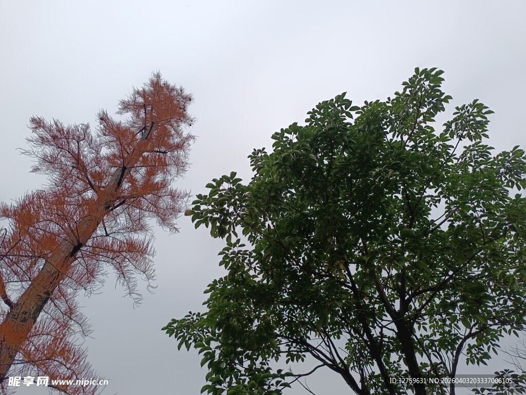 红绿树木对比景象