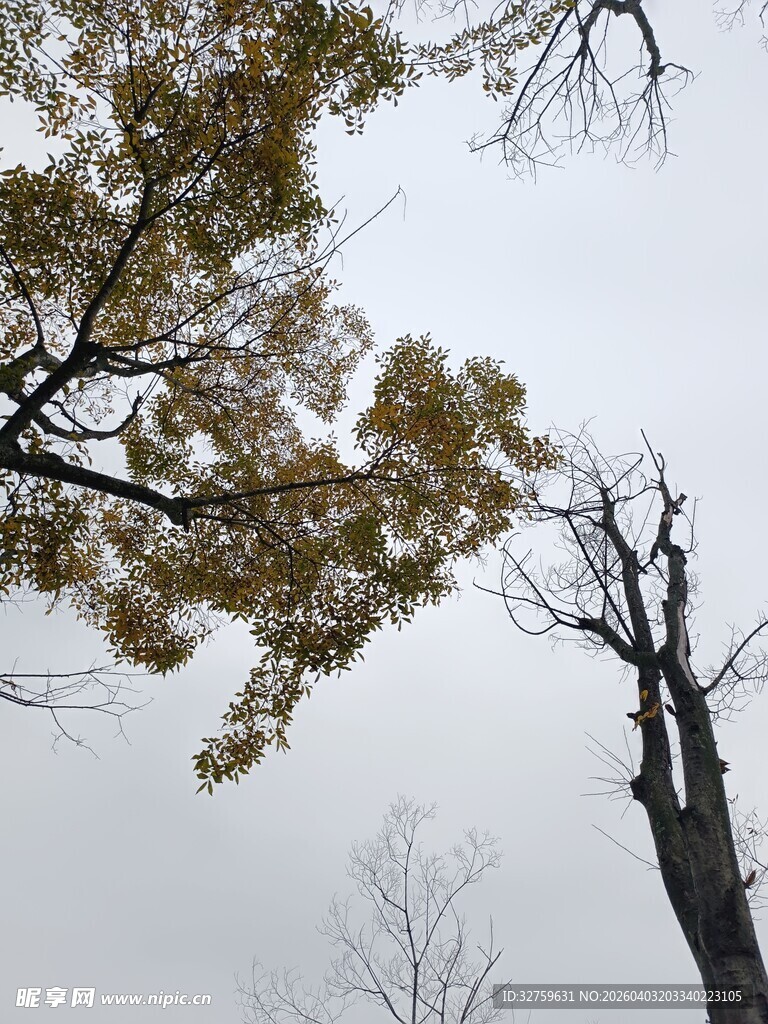 秋日枯树与黄叶景象