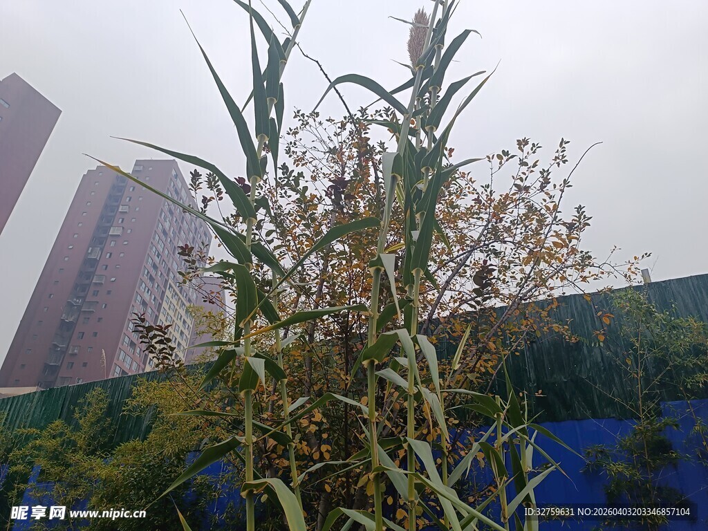 城市中生长的野生植物