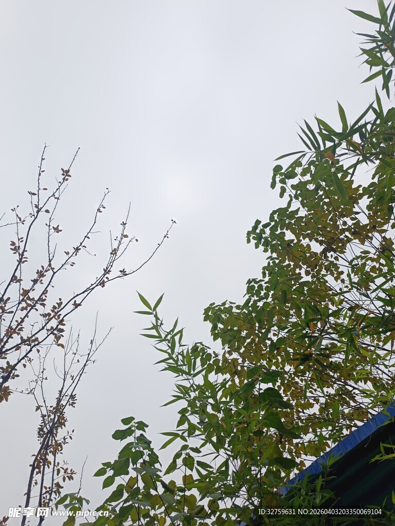 树梢上的天空与枝叶