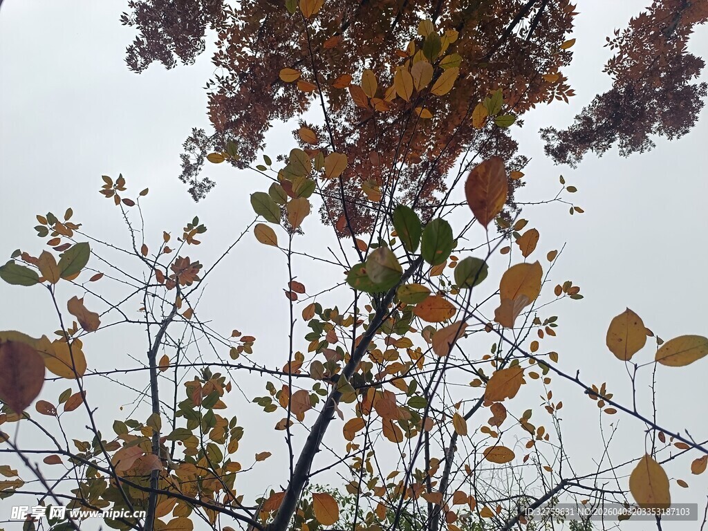 秋日枝头斑斓树叶