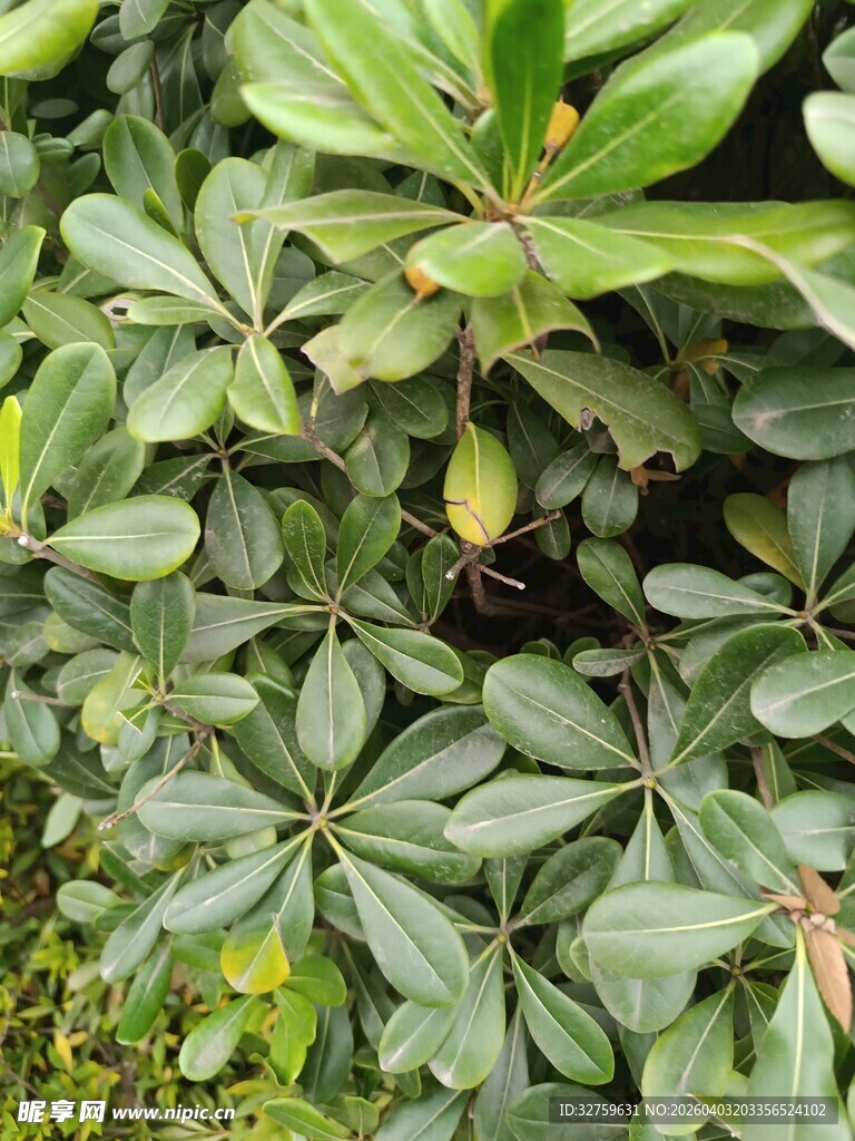 绿叶丛中的海桐植物