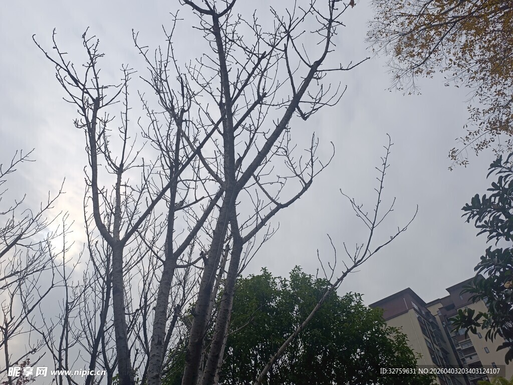 冬日枯树与远处建筑