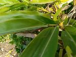 翠绿阔叶植物特写