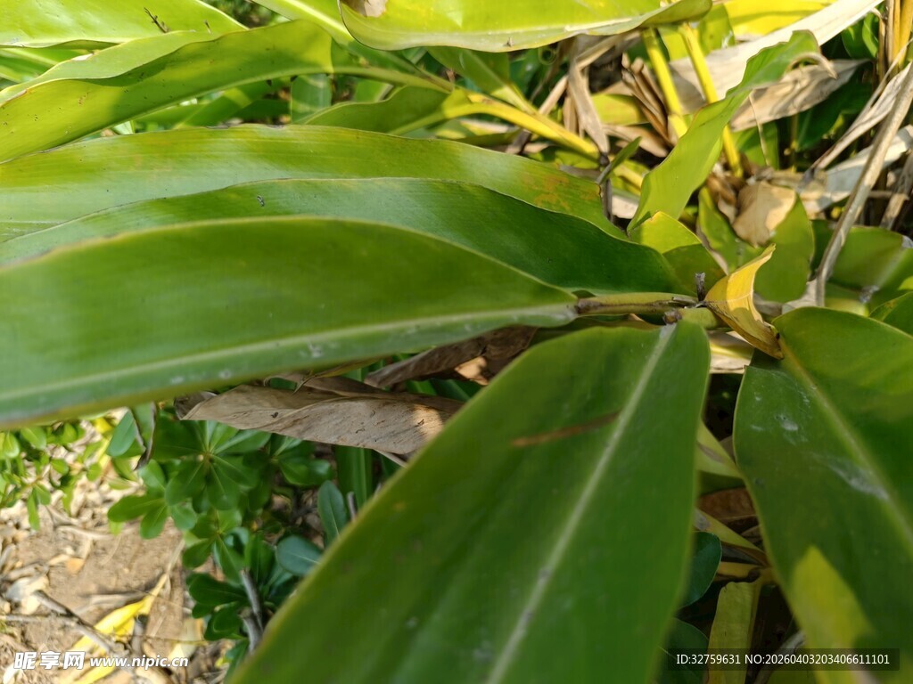 翠绿阔叶植物特写