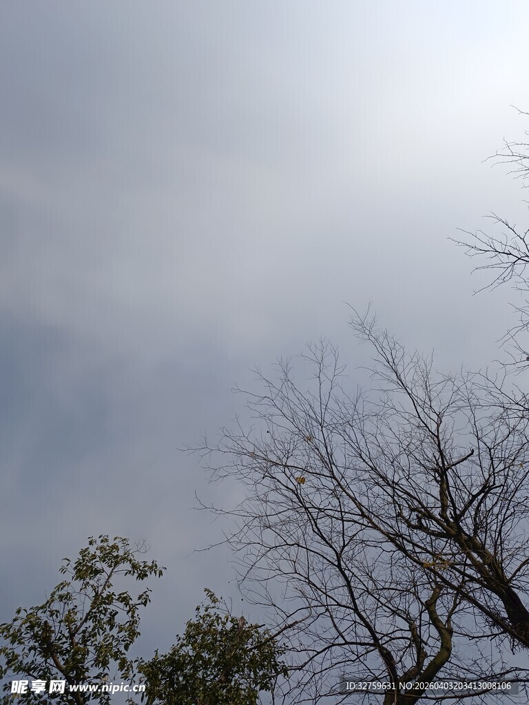 天空下的树木剪影