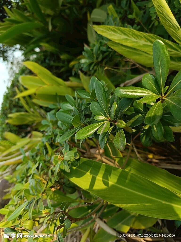 翠绿繁茂的植物景观