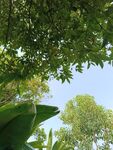 仰视葱郁树冠蓝天景象