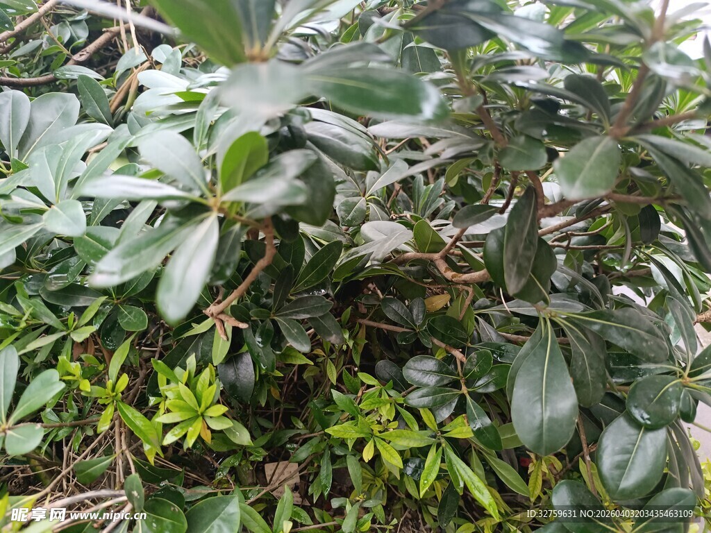 绿叶繁茂的植物景观